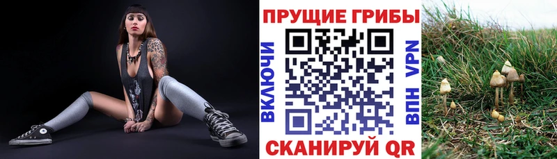 цены   Магадан  Псилоцибиновые грибы Cubensis 